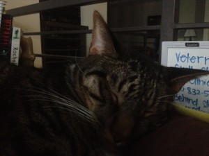 IMG_0519